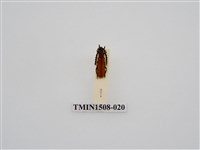 藏品(台灣樟紅天牛)的圖片